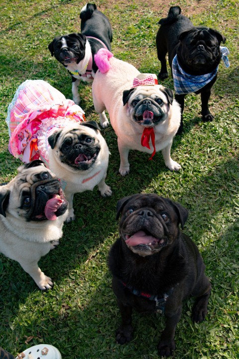 Foto do Pugnic 2026